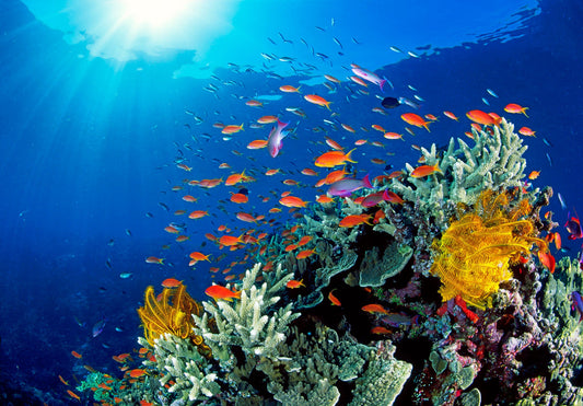 Why Every Day Should Celebrate Ocean Conservation